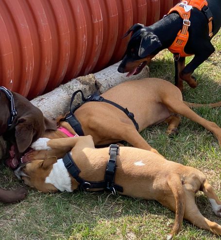 Zwei Welpen liegen am Boden und spielen , zwei Stehen drum rum und schauen zu.