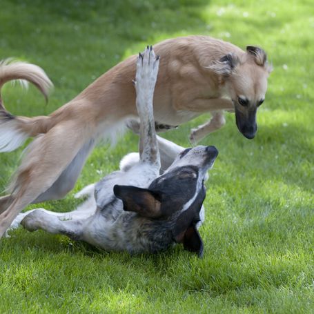 Zwei Hunde spielen