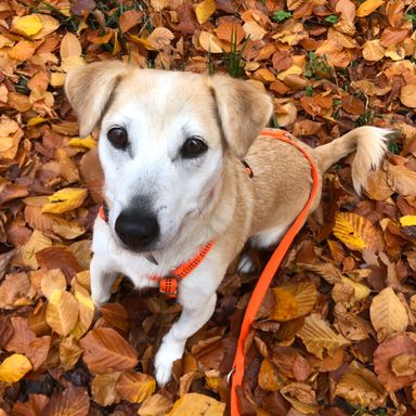 ein Kleiner Hund schaut direkt in die Kamera.