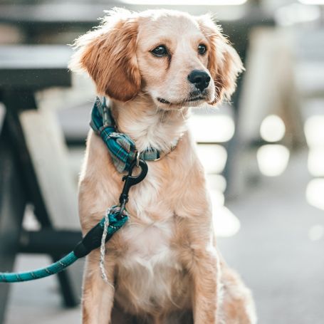 Drahtmaulkörbe in einem Karton