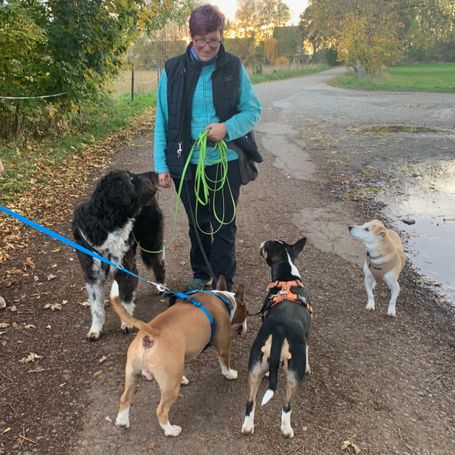 Vier Hunde stehen um eine Frau drum rum.